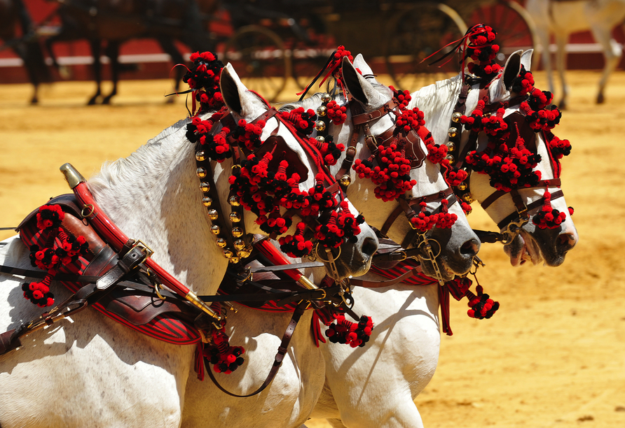 Pferde gehören genauso zu Andalusien wie der Flamenco und der Sherry.
