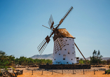 Auf Fuerteventura prägen pittoreske alte Windmühlen das Landschaftsbild.