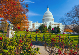 Von Baltimore aus haben Sie die Möglichkeit, die Hauptstadt der USA, Wahsington D.C., zu besuchen.