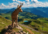 In den Kitzbüheler Alpen warten atemberaubende Aussichten und schier endlose Wanderwege auf Sie.