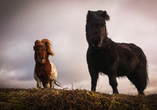 Eine der kleinsten Pferderassen der Welt: die Shetlandponys