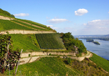 Genießen Sie einmalige Ausblicke in das romantische Rheintal.