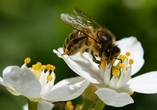 Geschützte Tierarten wie die Wildbiene finden auf dem Gelände der Bundesgartenschau neue Lebensräume.