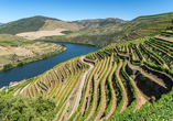 Das Douro-Tal zählt nicht nur zu den landschaftlich schönsten Regionen Portugals, es beherbergt auch das älteste Weinanbaugebiet der Welt. 
