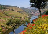 Das einzigartige Flair des eindrucksvollen Douro-Tals wird Sie begeistern! 
