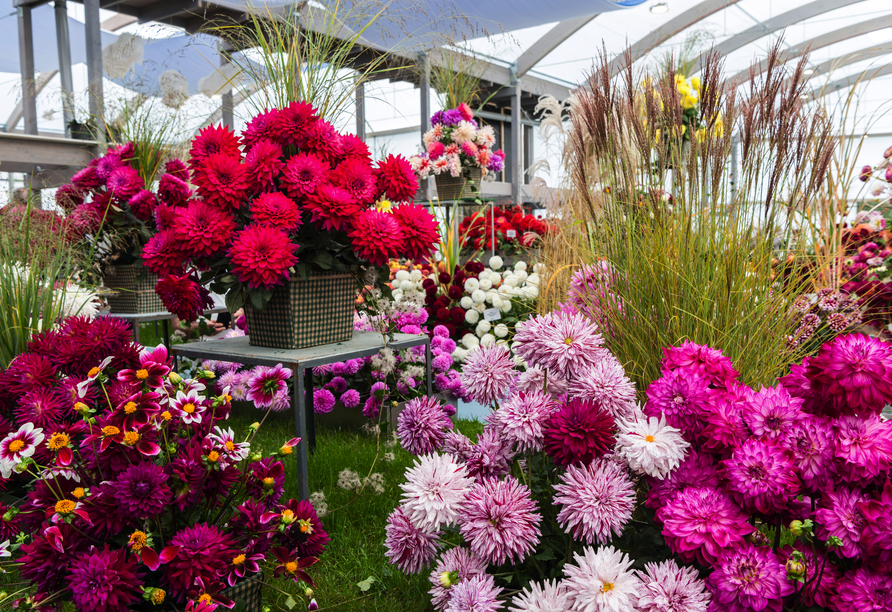 Eine tolle Farbenpracht erwartet Sie in der Blumenhalle.