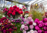 Eine tolle Farbenpracht erwartet Sie in der Blumenhalle.
