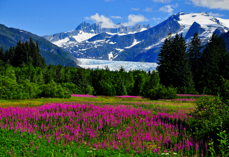 Nahe von Juneau befindet sich der eindrucksvolle Mendenhall-Gletscher,...