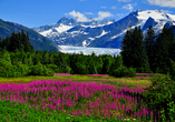 Nahe von Juneau befindet sich der eindrucksvolle Mendenhall-Gletscher,...