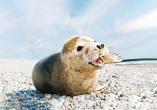 Kegelrobben sind auf der Nebeninsel von Helgoland beheimatet.