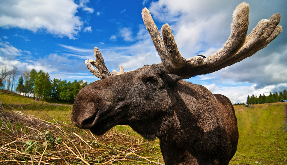 Unberührte Natur und nordische Wildtiere – willkommen in Schweden!