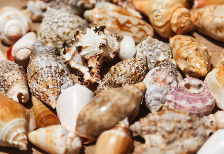 Sammeln Sie wunderschöne Muscheln am Strand von Santa Maria!