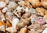 Sammeln Sie wunderschöne Muscheln am Strand von Santa Maria!