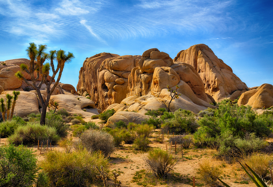Im Joshua-Tree-Nationalpark im Süden Kaliforniens erwarten Sie bizarre Felsformationen und faszinierende Wüstenlandschaften.