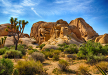 Im Joshua-Tree-Nationalpark im Süden Kaliforniens erwarten Sie bizarre Felsformationen und faszinierende Wüstenlandschaften.