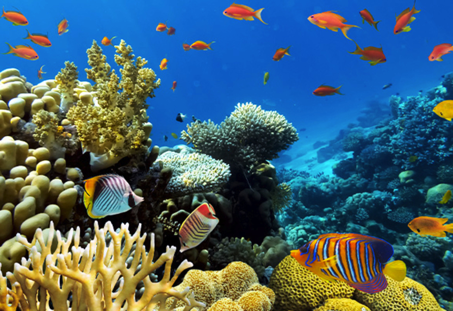 Entdecken Sie die farbenprächtige Unterwasserwelt der Malediven!