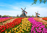 Mit etwas Glück haben Sie im Mai noch die Möglichkeit, die unglaublichen Tulpenfelder in Holland zu bestaunen.