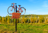 Das Elsass ist als Fahrrad- und Weinregion bekannt.
