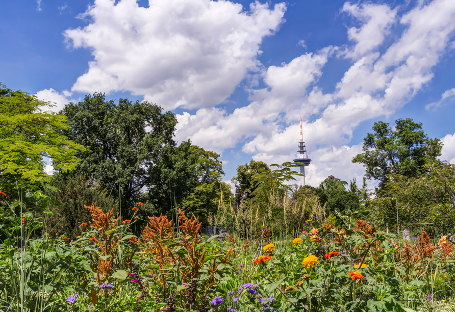 Der Luisenpark in Mannheim mit Sicht auf den Fernsehturm