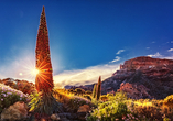 Teneriffa bietet ein tolles Wechselspiel aus Vulkanlandschaft und abwechslungsreicher Flora.