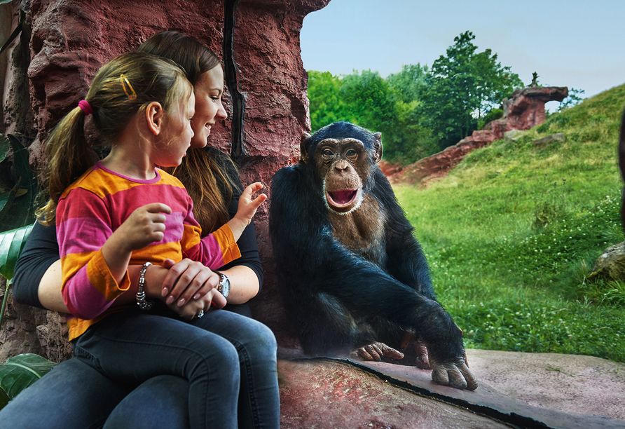 Auch die süßen Schimpansen sollten Sie sich nicht entgehen lassen.