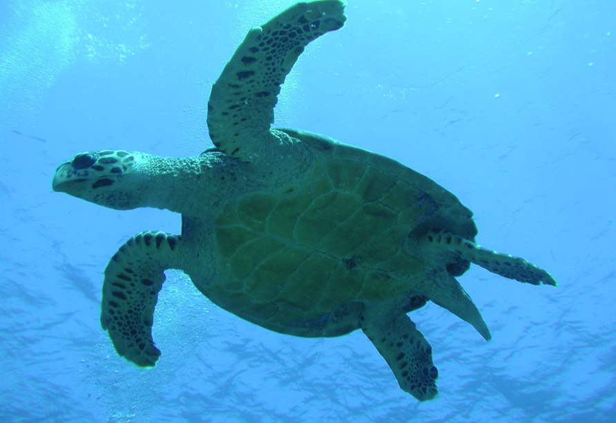 Auf den Malediven lassen sich mit etwas Glück auch Schildkröten beobachten.