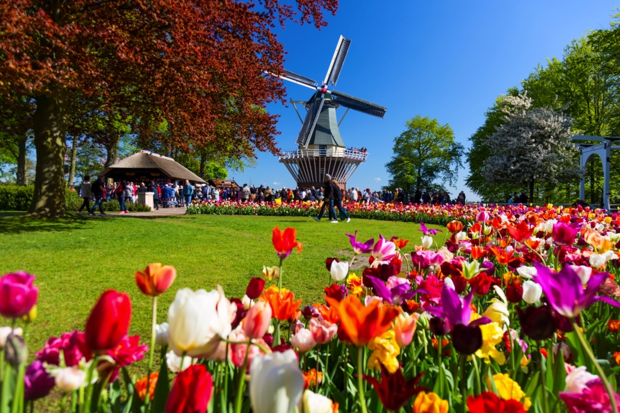 Genießen Sie die schöne Zeit der Tulpenblüte in den Niederlanden!