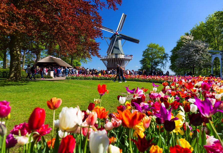 Genießen Sie die schöne Zeit der Tulpenblüte in den Niederlanden!