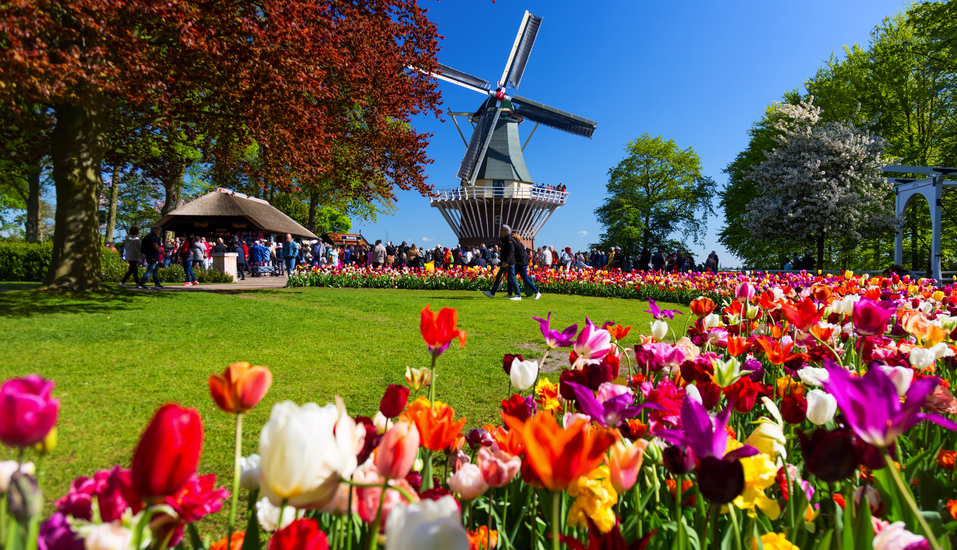 Genießen Sie die schöne Zeit der Tulpenblüte in den Niederlanden!