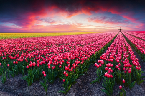 Gerade zur Tulpenblüte im Frühling sind die Niederlande eine Reise wert!