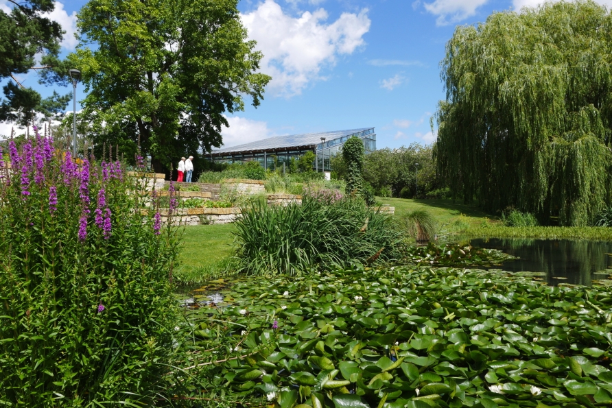 Der Botanische Garten lädt zu einem Spaziergang ein.