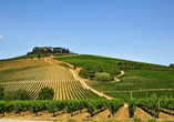 Genießen Sie den herrlichen Blick über das Weinanbaugebiet Chianti.