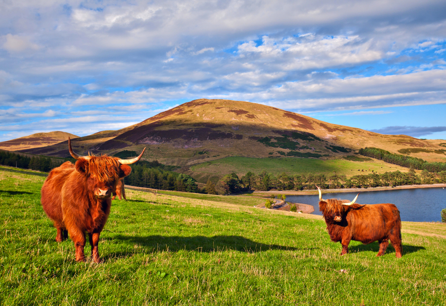 Die Highland Rinder fühlen sich in der weiten Landschaft Schottlands sichtlich wohl.