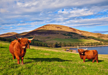Die Highland Rinder fühlen sich in der weiten Landschaft Schottlands sichtlich wohl.