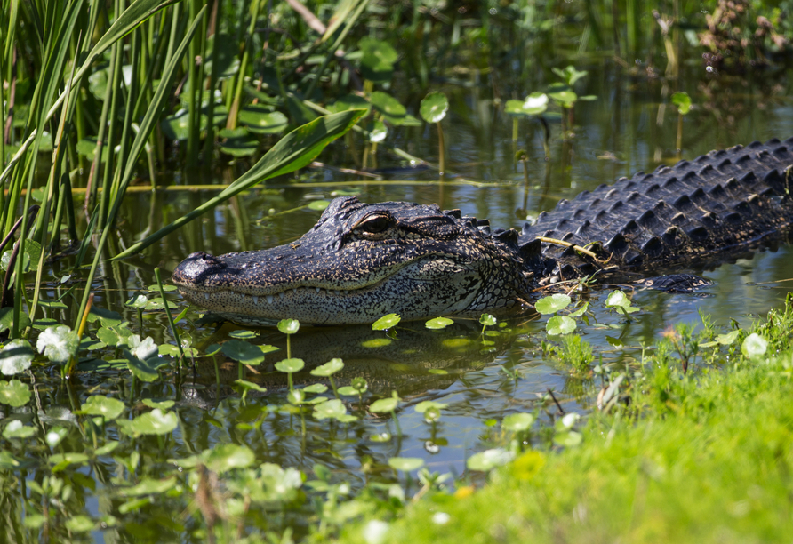 Kommen Sie den Alligatoren und Krokodilen so nah wie noch nie zuvor.