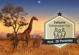 Willkommen in Südafrika – bei den Safaris im Krüger Nationalpark und Hluhluwe Imfolozi Park kommen Sie den wilden Tieren ganz nah.