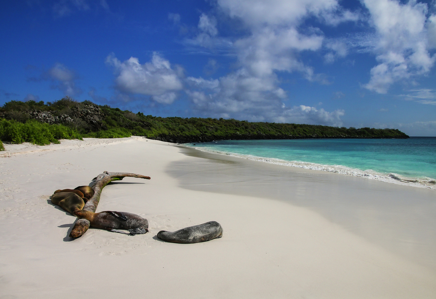 Der weiße Sandstrand von Bahía Gardner