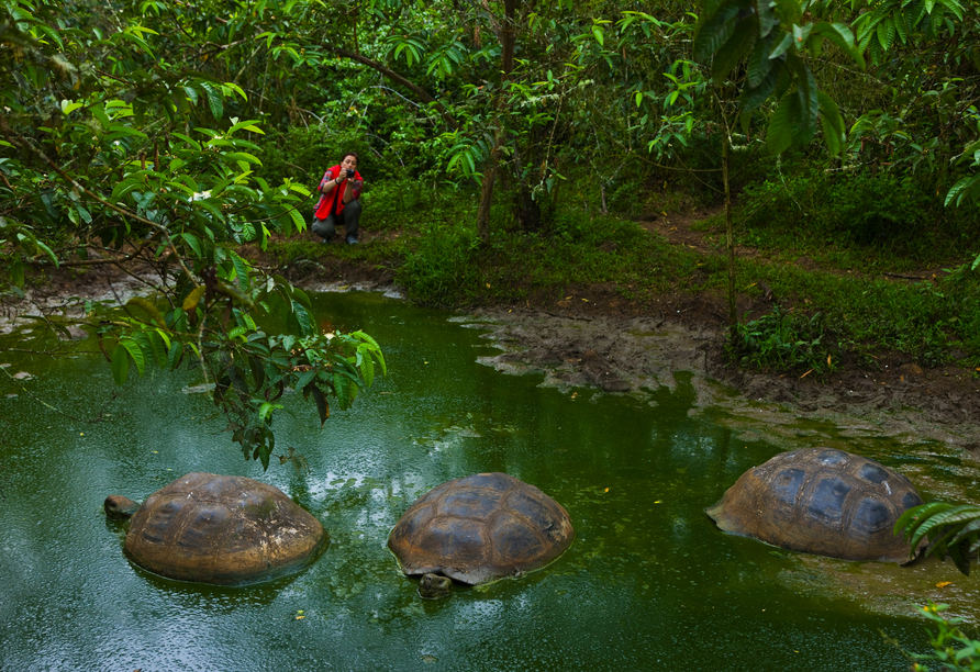 Mit etwas Glück treffen Sie die weltberühmten Galapagos-Riesenschildkröten an!