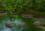 Mit etwas Glück treffen Sie die weltberühmten Galapagos-Riesenschildkröten an!
