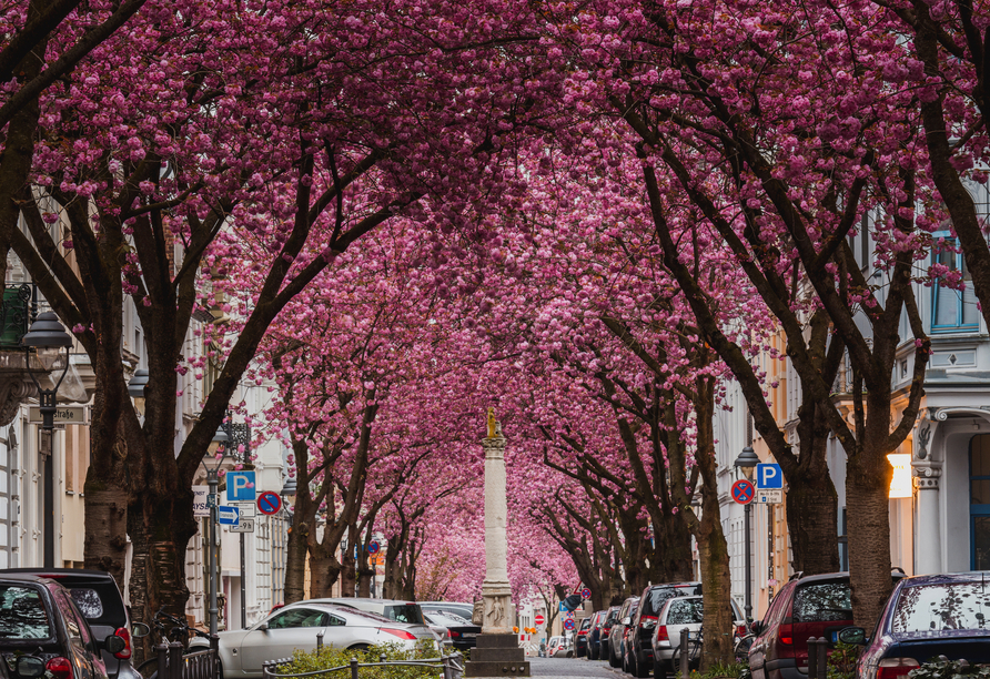 Kirschblütenzeit in Bonn am Rhein