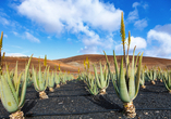 Bei dem Besuch einer Aloe Vera Farm erhalten Sie einen spannenden Einblick in einen der wichtigsten Bereiche der Landwirtschaft auf Fuerteventura.
