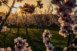 Ihr Hotel befindet sich in der Nähe der Deutschen Weinstraße, die während der Mandelblüte sprichwörtlich aufblüht.