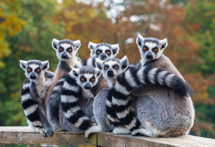 Beobachten Sie die plüschigen Lemuren in ihrem natürlichen Lebensraum.