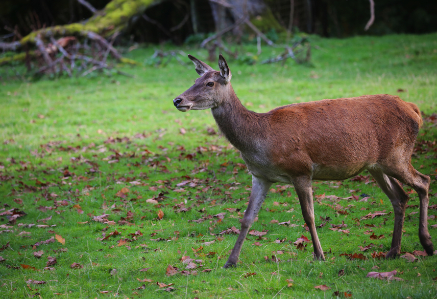 Freunden Sie sich mit wilden Tieren im Wildpark Marienberg an.