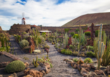 Besuchen Sie den traumhaften Kaktusgarten auf Lanzarote.