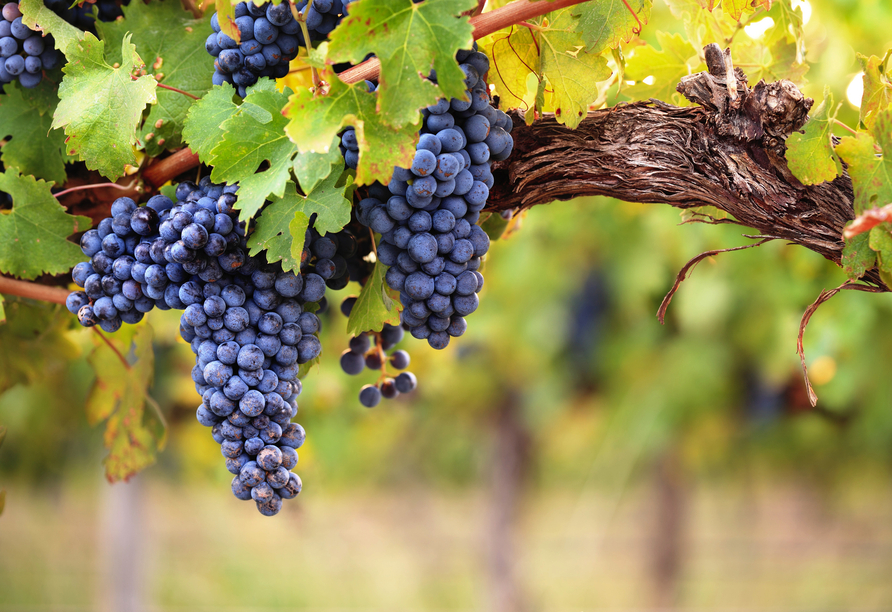 Weinbau prägt seit jeher den Charakter von Giovo.