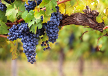 Weinbau prägt seit jeher den Charakter von Giovo.