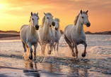 In der Camargue können Sie weiße Wildpferde beobachten.