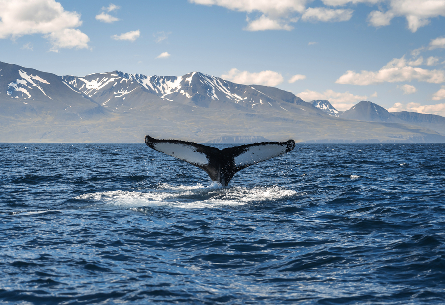 Ihre Reisezeit ist die beste Zeit für eine Whale-Watching-Tour!