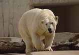 Im Zoologischen Stadtgarten von Karlsruhe dürfen Sie viele Wildtiere wie beispielsweise Eisbären bestaunen.